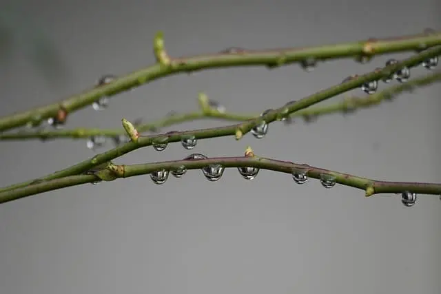 天然枝アロマディフューザー