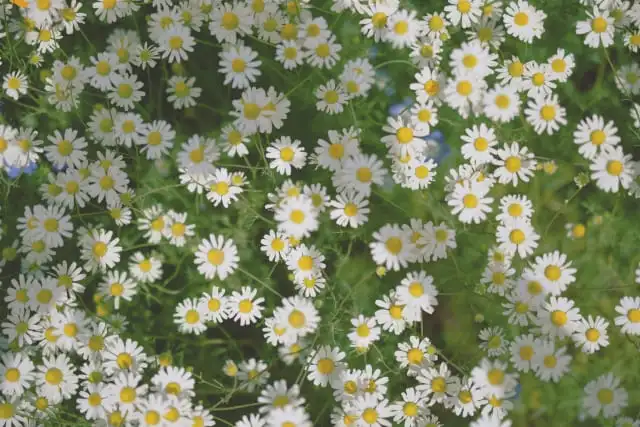  リラックスに役立つ精油