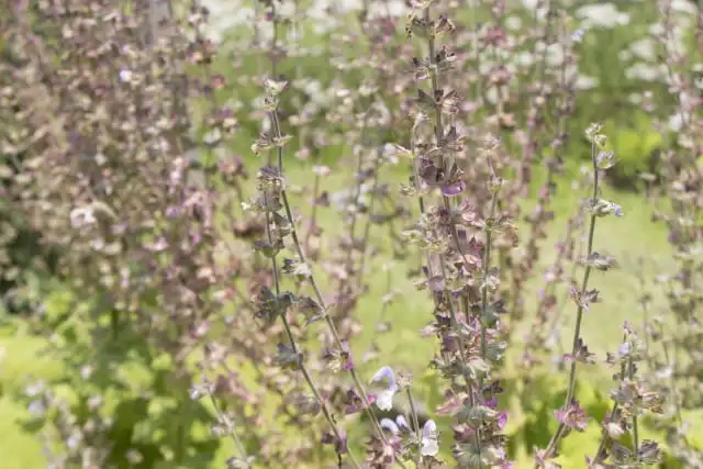  精油で叶える、ぐっすり快眠の習慣
