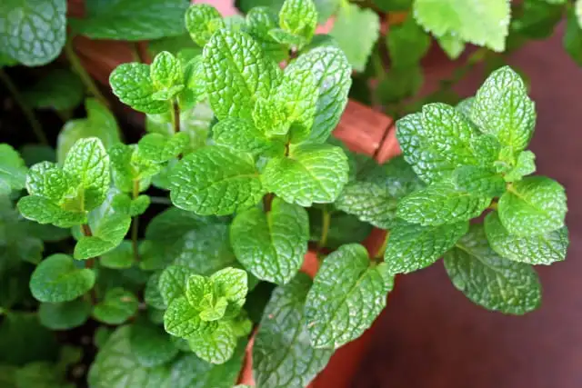  アロマはまるで性格診断？