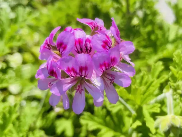  精油で仕事の集中力を高める方法