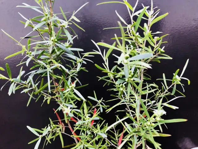  季節の変わり目に寄り添う精油たち