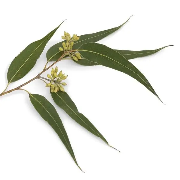 ユーカリペパーミント